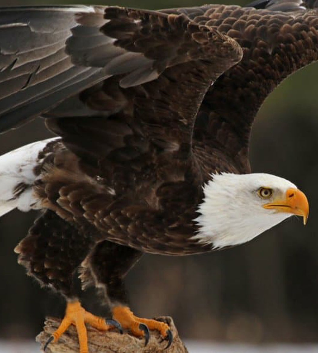 Fragile Guernsey Animals brought back from extinction